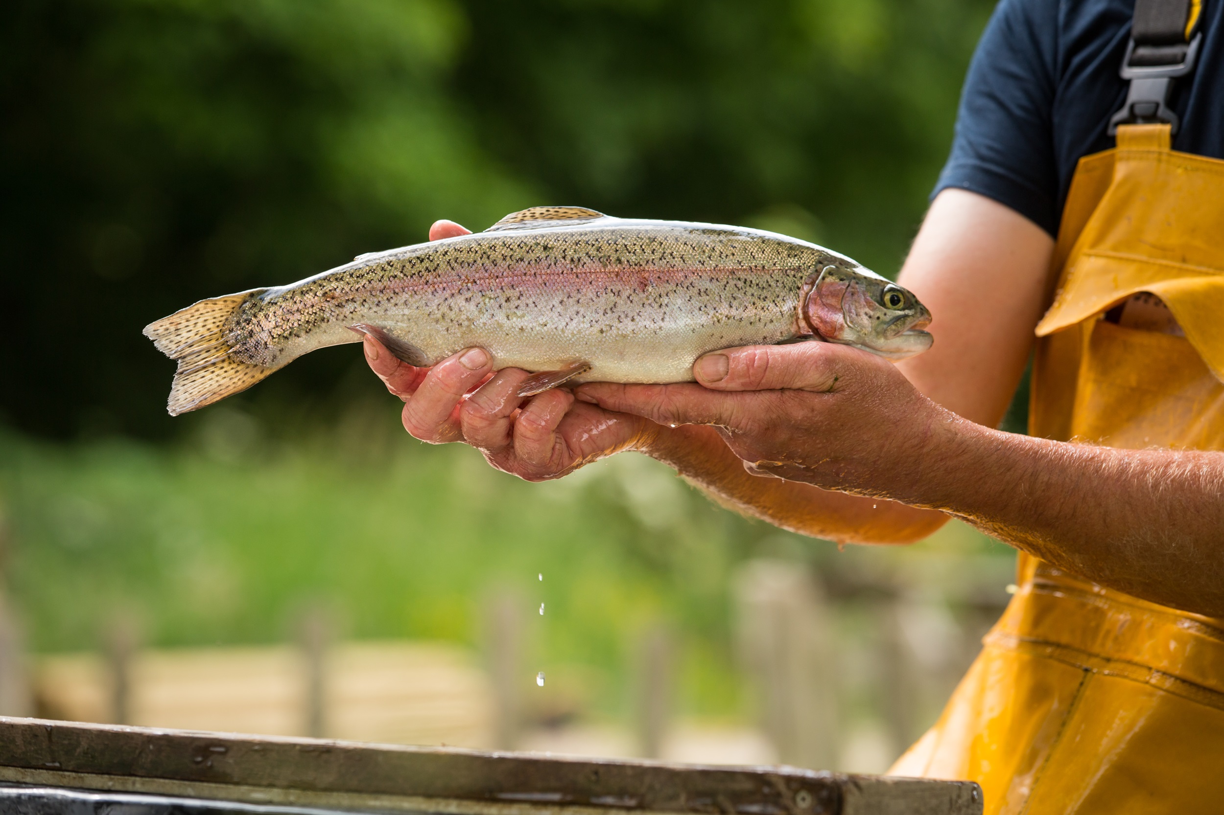 Как стать специалистом по водным биоресурсам